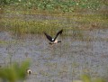 0922-1625 NT Kakadu (9223169)